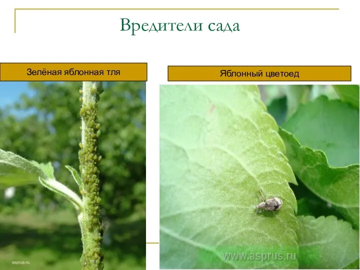 Вредители сада Зелёная яблонная тля Яблонный цветоед