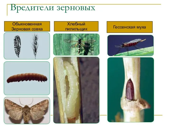 Вредители зерновых Обыкновенная Зерновая совка Хлебный пилильщик Гессенская муха