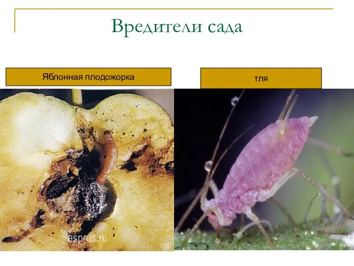 Вредители сада Яблонная плодожорка тля