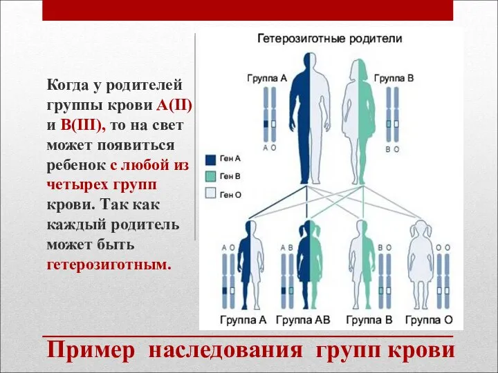 Пример наследования групп крови Когда у родителей группы крови A(II) и