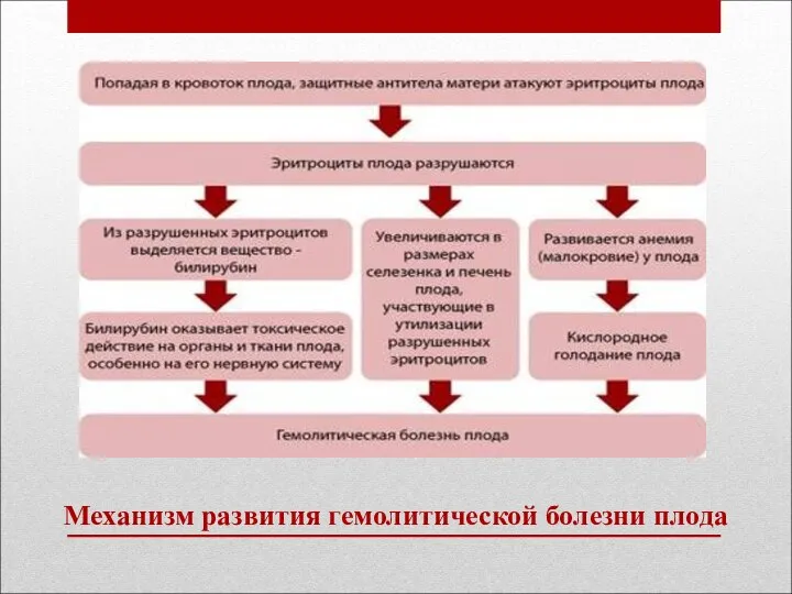 Механизм развития гемолитической болезни плода