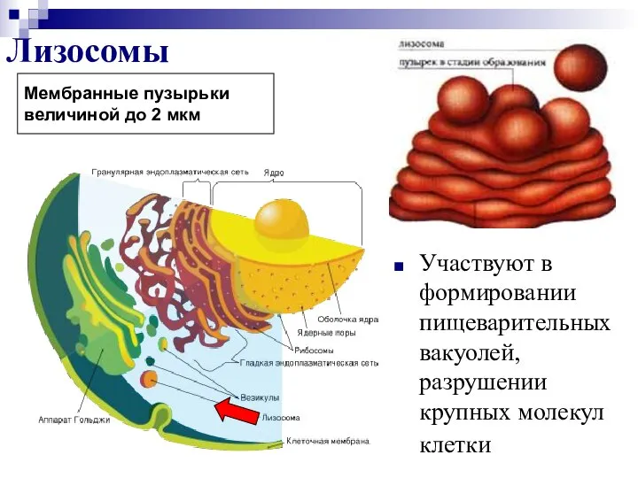 Лизосомы Участвуют в формировании пищеварительных вакуолей, разрушении крупных молекул клетки Мембранные пузырьки величиной до 2 мкм