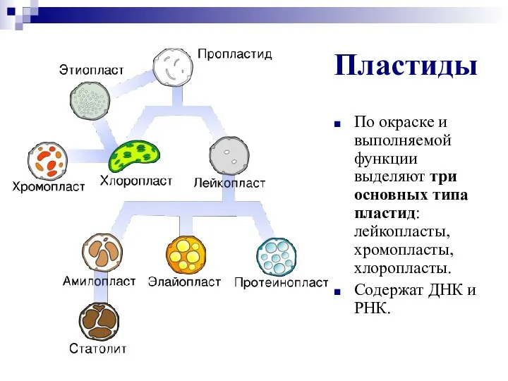 Пластиды По окраске и выполняемой функции выделяют три основных типа пластид: