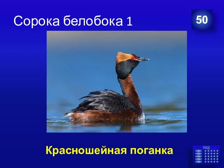 Сорока белобока 1 50 Красношейная поганка