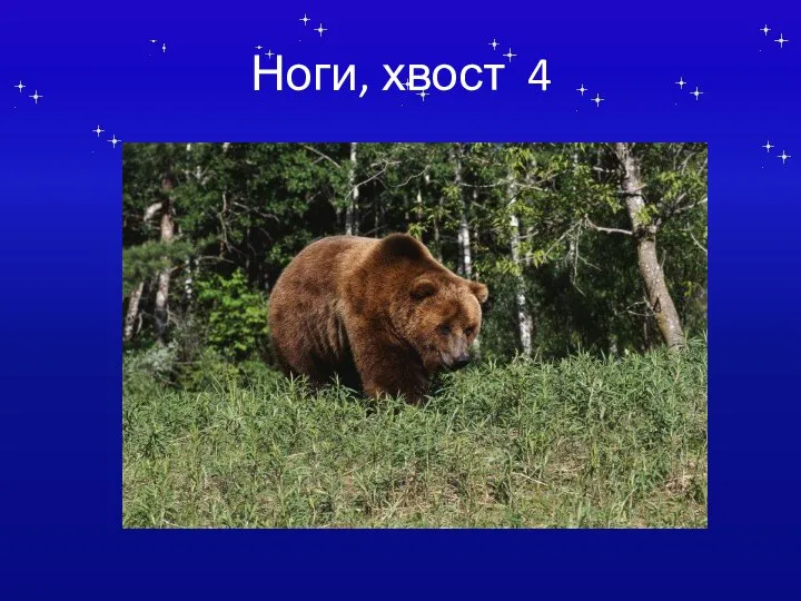 Ноги, хвост 4