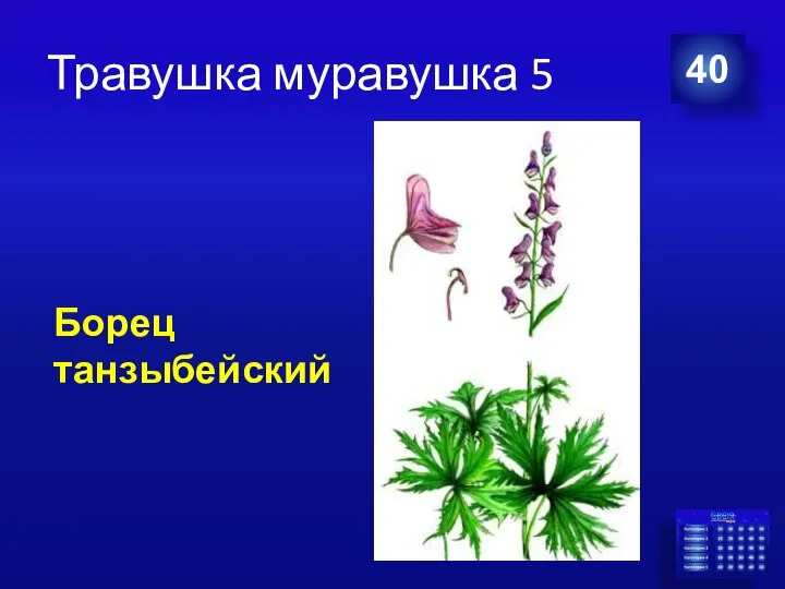 Травушка муравушка 5 40 Борец танзыбейский