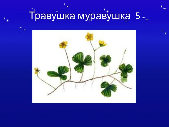 Травушка муравушка 5