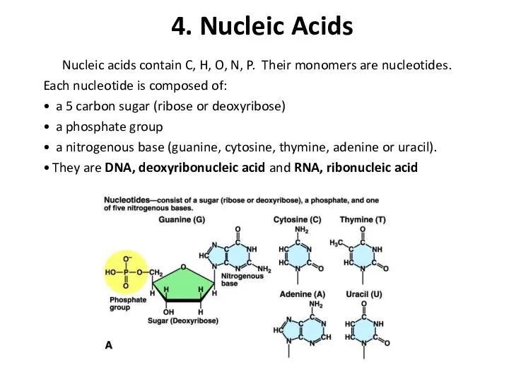 4. Nucleic Acids Nucleic acids contain C, H, O, N, P.