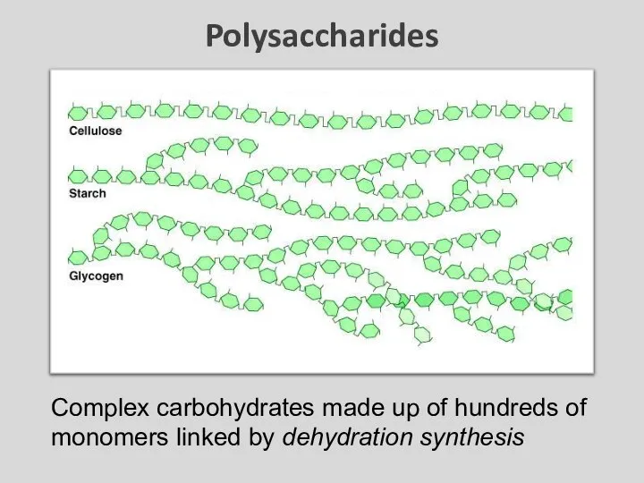 Polysaccharides Complex carbohydrates made up of hundreds of monomers linked by dehydration synthesis