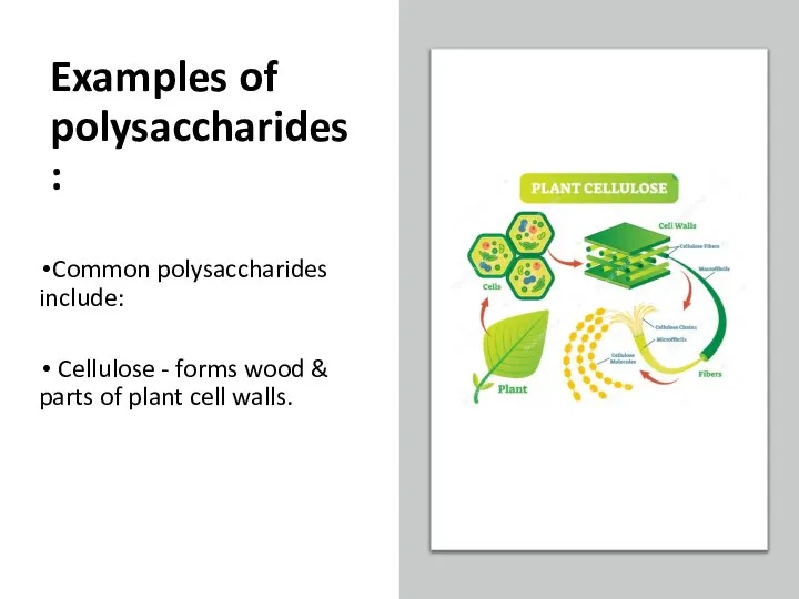 Examples of polysaccharides: Common polysaccharides include: Cellulose - forms wood & parts of plant cell walls.