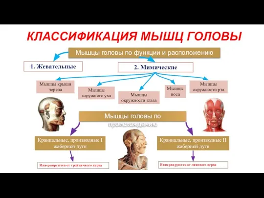 КЛАССИФИКАЦИЯ МЫШЦ ГОЛОВЫ 1. Жевательные 2. Мимические Мышцы головы по функции