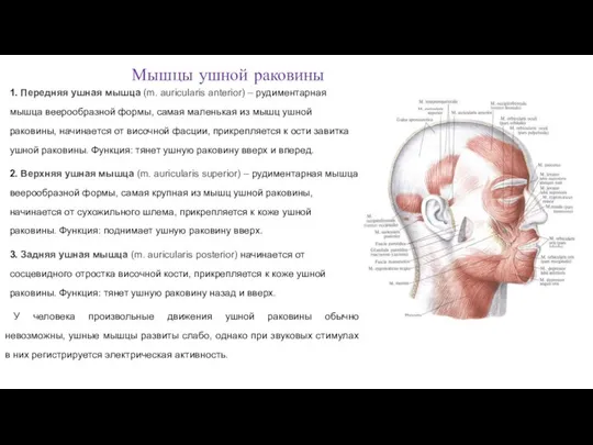 Мышцы ушной раковины 1. Передняя ушная мышца (m. auricularis anterior) –