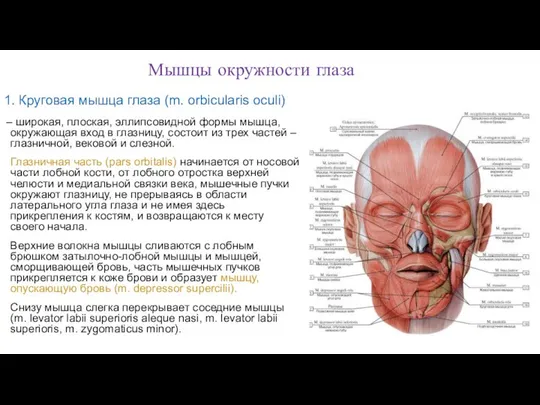 1. Круговая мышца глаза (m. orbicularis oculi) – широкая, плоская, эллипсовидной