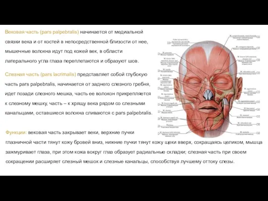 Вековая часть (pars palpebralis) начинается от медиальной связки века и от