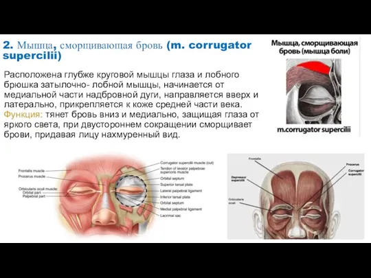 2. Мышца, сморщивающая бровь (m. corrugator supercilii) Расположена глубже круговой мышцы