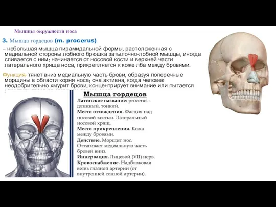 3. Мышца гордецов (m. procerus) – небольшая мышца пирамидальной формы, расположенная