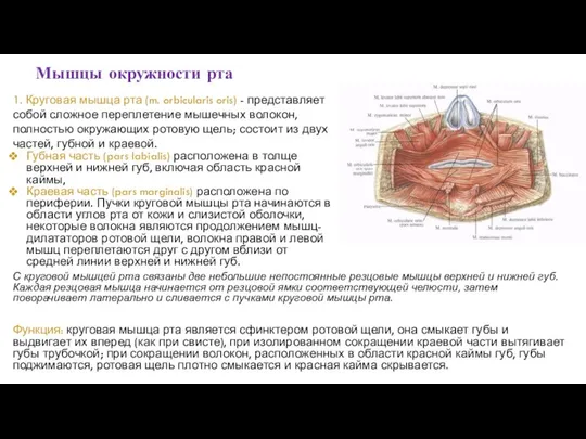 Мышцы окружности рта 1. Круговая мышца рта (m. orbicularis oris) -