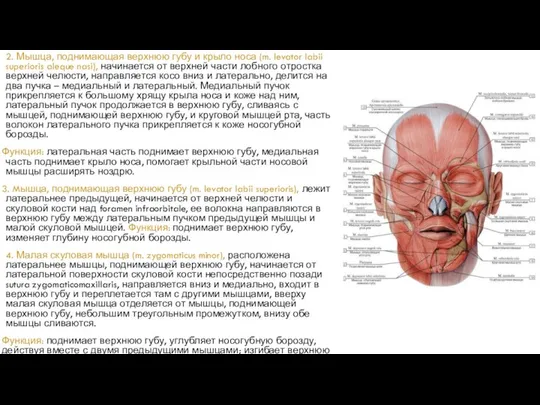 2. Мышца, поднимающая верхнюю губу и крыло носа (m. levator labii