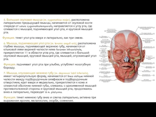 5. Большая скуловая мышца (m. zygomaticus major), расположена латеральнее предыдущей мышцы,