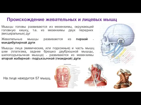 Происхождение жевательных и лицевых мышц Мышцы головы развиваются из мезенхимы, окружающей