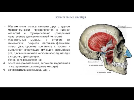 Жевательные мышцы связаны друг с другом морфологически (прикрепляются к нижней челюсти)