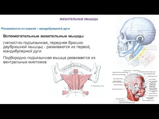 Развиваются из первой – мандибулярной дуги Вспомогательные жевательные мышцы (челюстно-подъязычная, переднее