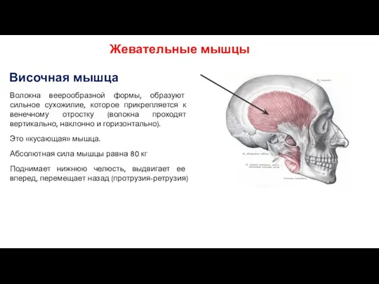 Височная мышца Волокна веерообразной формы, образуют сильное сухожилие, которое прикрепляется к