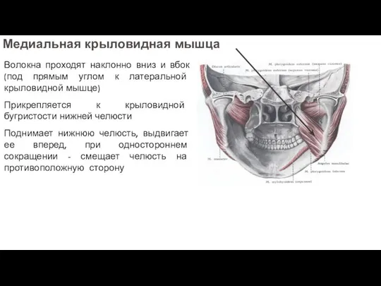 Волокна проходят наклонно вниз и вбок (под прямым углом к латеральной