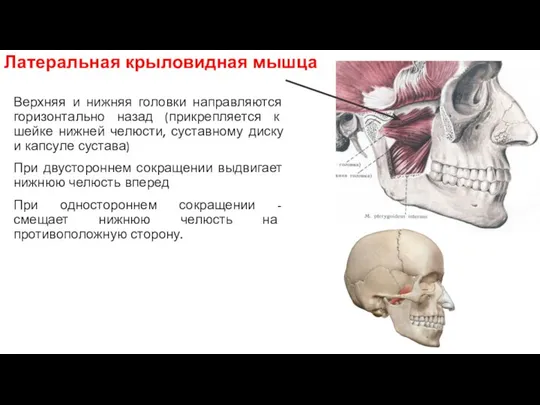 Верхняя и нижняя головки направляются горизонтально назад (прикрепляется к шейке нижней