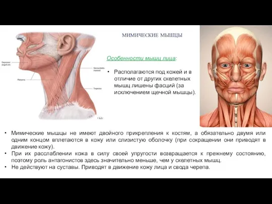 МИМИЧЕСКИЕ МЫШЦЫ Особенности мышц лица: Располагаются под кожей и в отличие