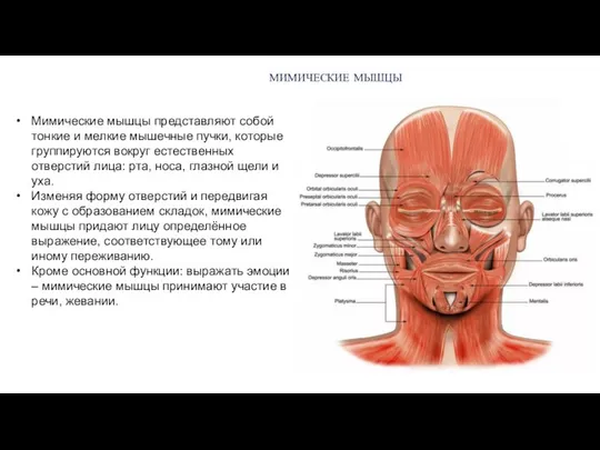 Мимические мышцы представляют собой тонкие и мелкие мышечные пучки, которые группируются