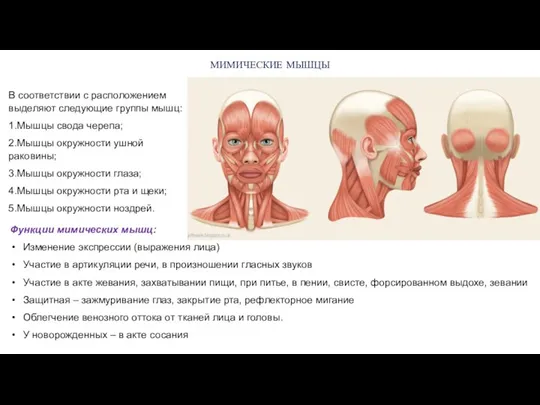 В соответствии с расположением выделяют следующие группы мышц: 1.Мышцы свода черепа;