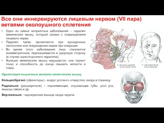 Все они иннервируются лицевым нервом (VII пара) ветвями околоушного сплетения Одно