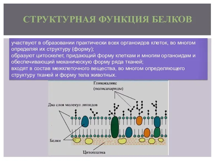 СТРУКТУРНАЯ ФУНКЦИЯ БЕЛКОВ участвуют в образовании практически всех органоидов клеток, во