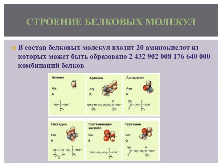 В состав белковых молекул входит 20 аминокислот из которых может быть