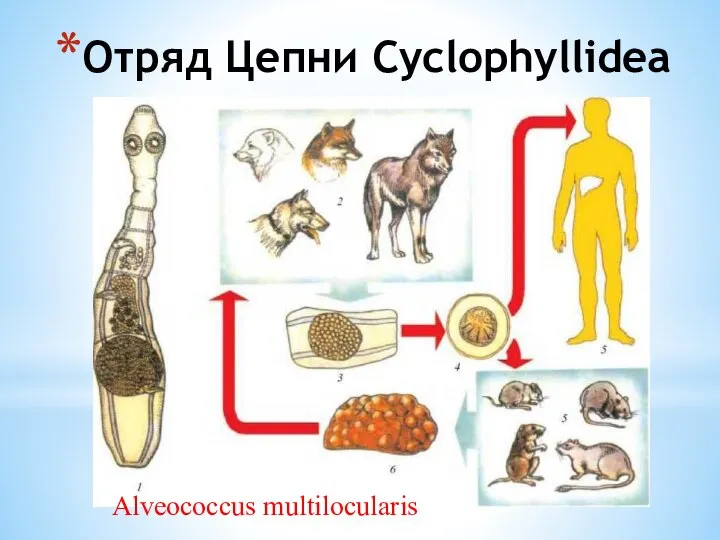 Отряд Цепни Cyclophyllidea Alveococcus multilocularis