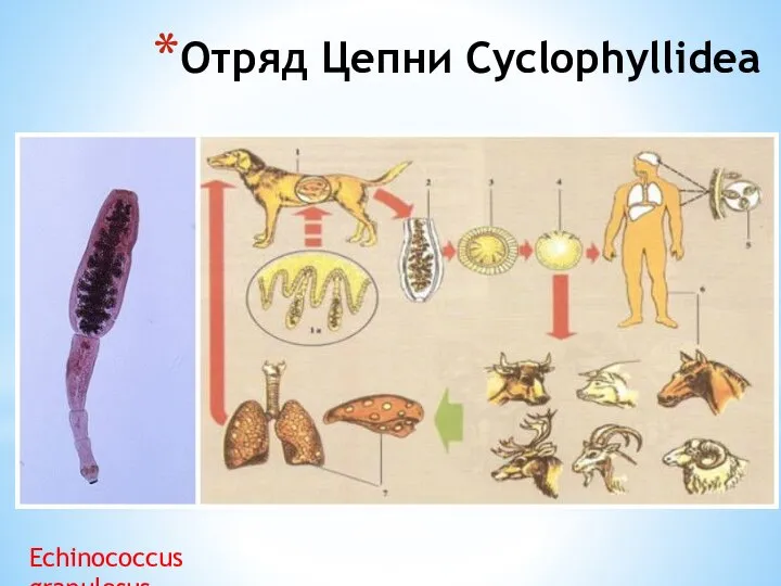 Отряд Цепни Cyclophyllidea Echinococcus granulosus
