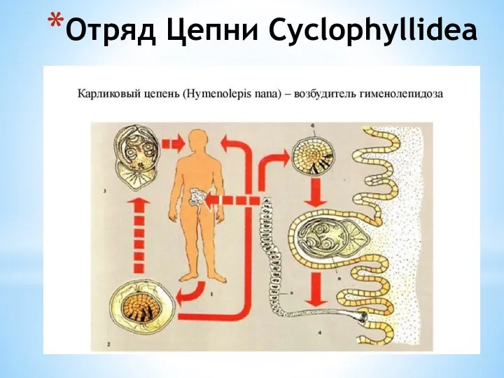 Отряд Цепни Cyclophyllidea