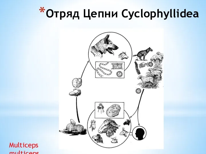 Отряд Цепни Cyclophyllidea Multiceps multiceps