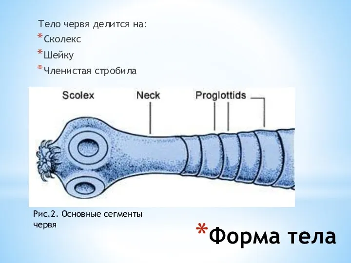 Форма тела Тело червя делится на: Сколекс Шейку Членистая стробила Рис.2. Основные сегменты червя