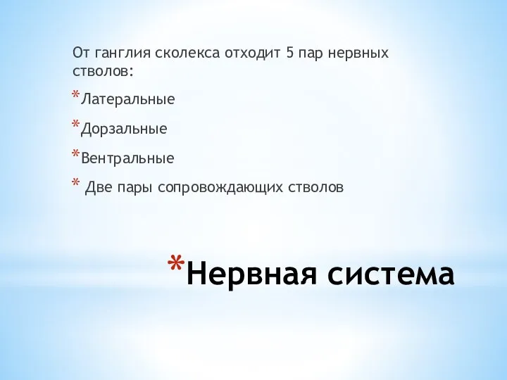 Нервная система От ганглия сколекса отходит 5 пар нервных стволов: Латеральные