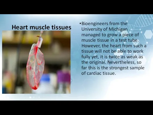 Heart muscle tissues Bioengineers from the University of Michigan managed to