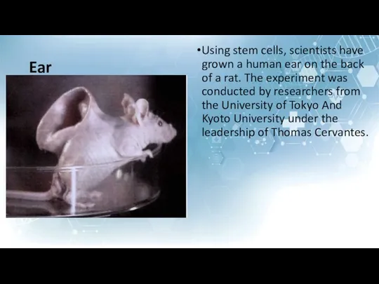 Ear Using stem cells, scientists have grown a human ear on
