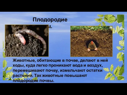 Плодородие почвы. Животные, обитающие в почве, делают в ней ходы, куда