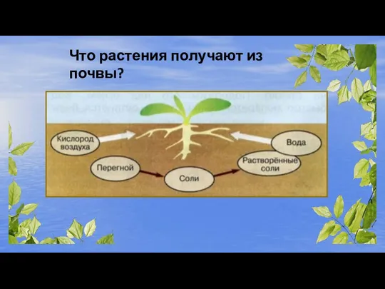 Что растения получают из почвы?