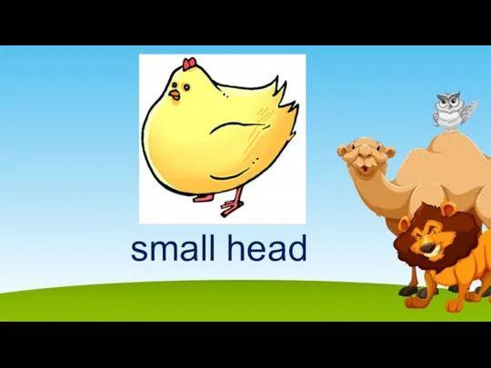 small head