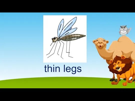 thin legs