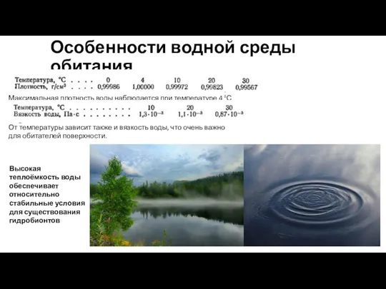 Особенности водной среды обитания Максимальная плотность воды наблюдается при температуре 4