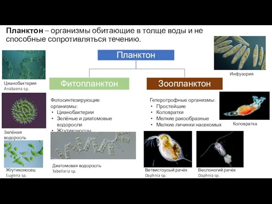 Планктон – организмы обитающие в толще воды и не способные сопротивляться