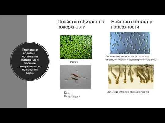 Плейстон и нейстон – организмы связанные с плёнкой поверхностного натяжения воды.